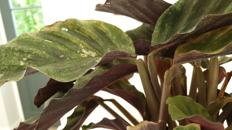 manchas negras en las hojas de las plantas de interior causadas por los ácaros