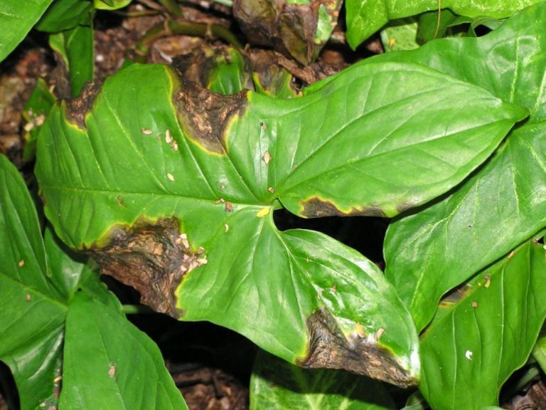 brown-spots-on-houseplant-leaves-causes-and-solutions-smart-garden