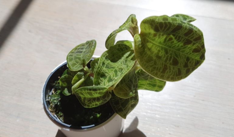 jewel orchid leaves curling