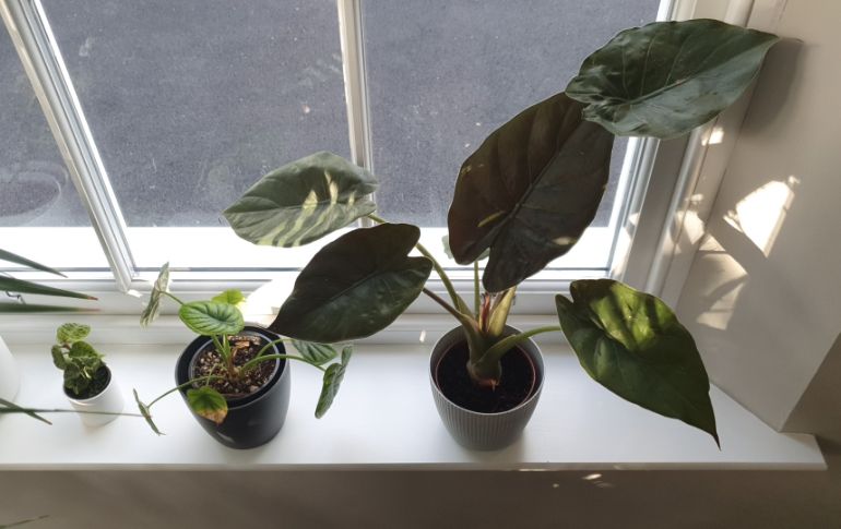 alocasia watering questions