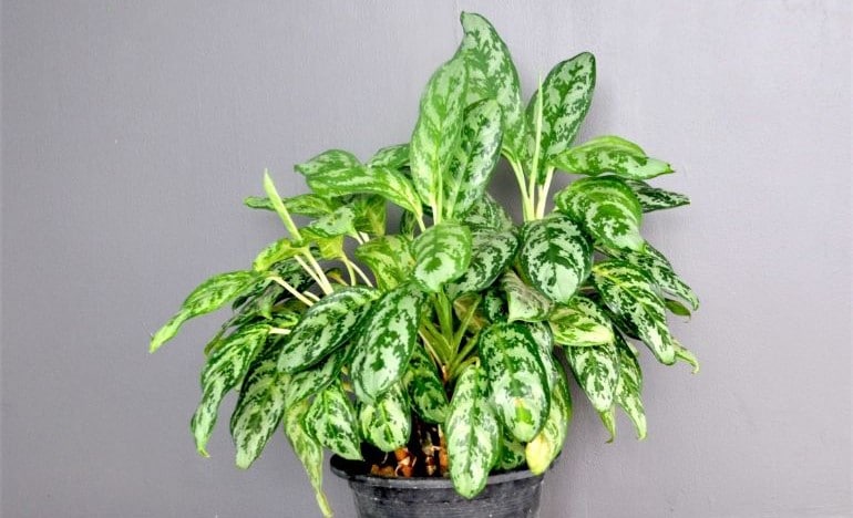 chinese evergreen leaves curling