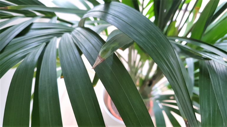 kentia palm problems