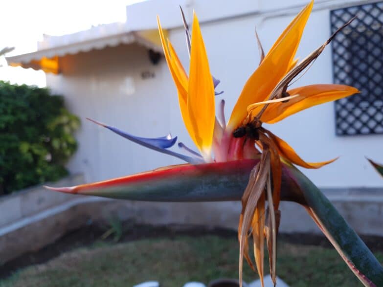 bird of paradise flower outdoors