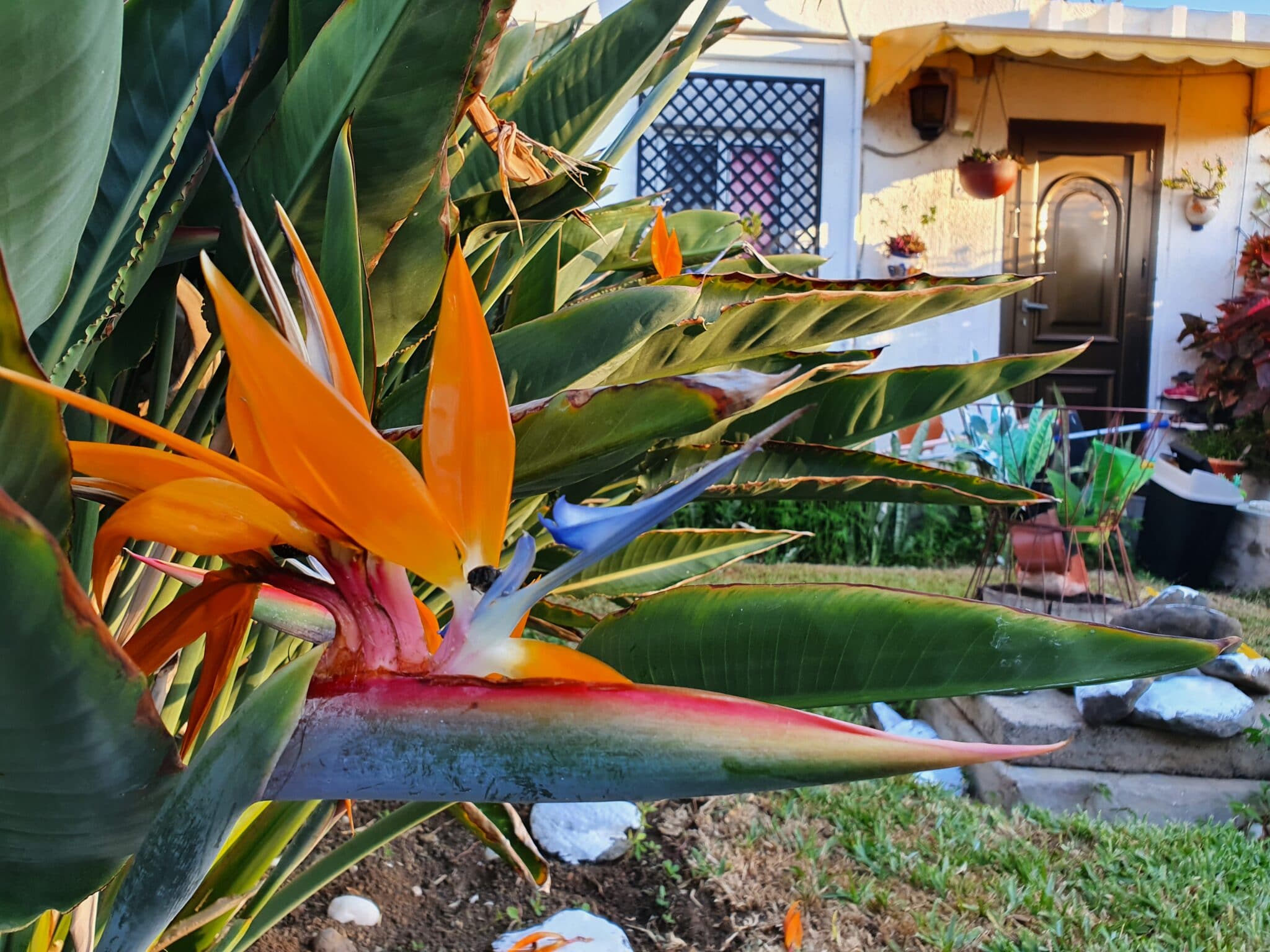 Bird of Paradise Plant Care - All you Need to Know - Smart Garden Guide