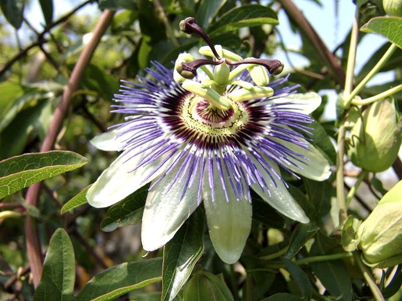 Passiflore bleue, passiflora caerulea : planter, cultiver, multiplier