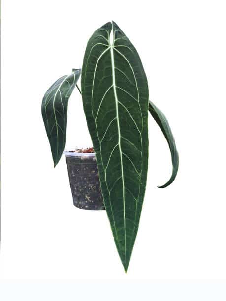 Anthurium Warocqueanum In Pot