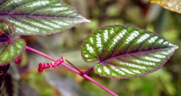 Cissus Discolor Leaves