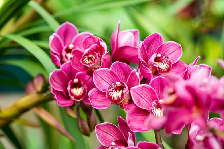 Cymbidium Conquest: Your Ultimate Guide to Growing and Caring for These Majestic Orchids