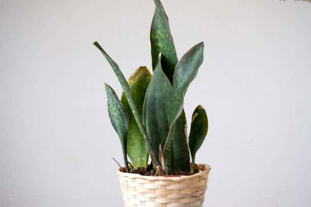 Whale Fin Sansevieria Yellow leaves