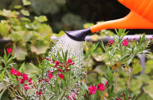 Watering Oleander Plant